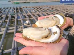 是多元融合推进一